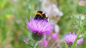 [英文儿歌]Baby Bumblebee