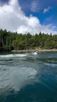 Orcas Breaching in Dodds Narrows #breakingnews #nature #fypシ #wildlife #ocean #orcas #zoo #aquarium