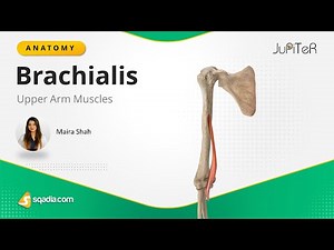 Upper Arm Muscles | Brachialis | Anatomy Lecture for Medical Students Education | V-Learning™