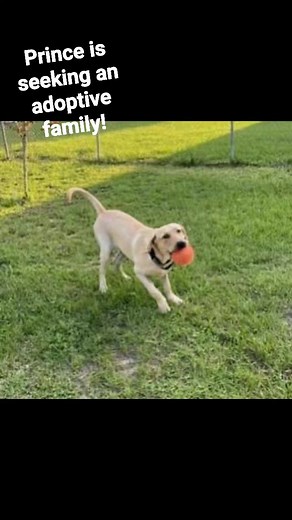 Ocala, FL.. Prince is a purebred yellow lab seeking adoptive home!! #yellowlabrador #yellowlab #dogrescue #responsiblerehoming Quality of Life Rehab & Foster, Inc. | Quality of Life Rehab & Foster, Inc.
