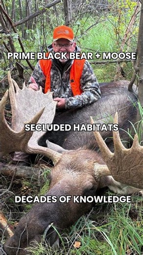 Moose & Black Bear Hunts Saskatchewan