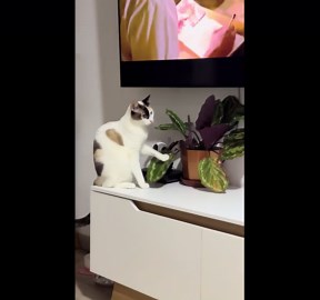 Curious cat Nala playfully swats plant leaves in Bogotá, Colombia