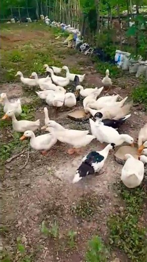᭚ᬅᬗ᭄ᬲᬧᬸᬢᬶ᭪᭟ (Angsa Putih) - Cygnus olor (Mute Swan) 10