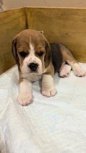 aullando !! #beautiful #Hermosos #perritos #cachorro #Mascotitas #beagle #llorando #Aullando #doglover #dog | Overlord Store