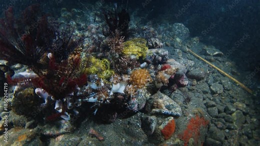 Night muck diving in Indonesia. Sea floor with rocks, corals and night creatures. Muck diving on Alor island in Indonesia