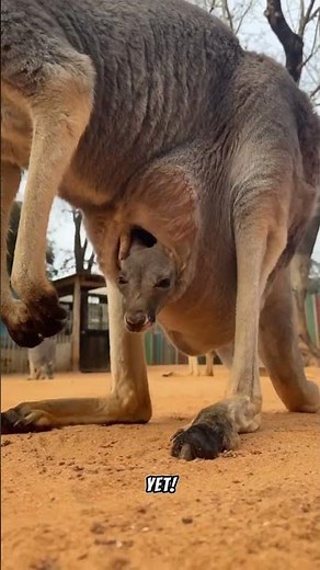 You Won’t Believe How Kangaroos Are Born! 😲🦘