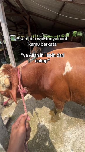 🤲#sapi #sapiqurban #sapimojokerto #sapijumbo #peternaksapiindonesia