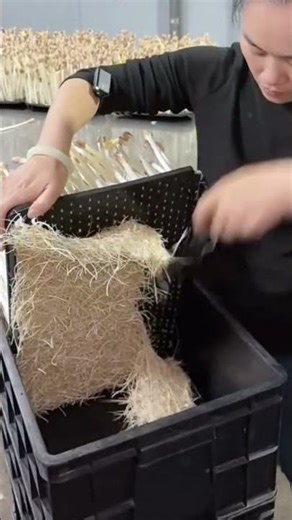 Cut the long bean sprouts and stack them neatly using a stacker, then cut off any excess parts