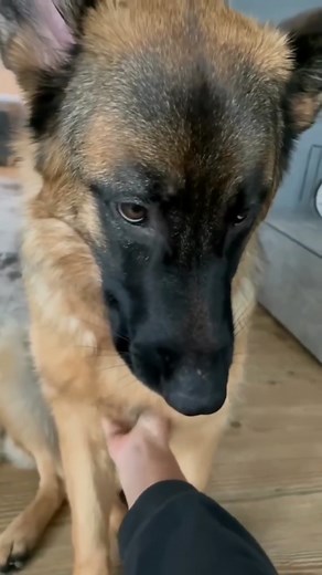 140K views · 5K reactions | Queen of puppy dog eyes  #germanshepherd #germanshepherdpuppy #germanshepherdlovers46 #germanshepherdlovers #germanshepherdworld #germanshepherddaily #germanshepherdnation #germanshepherd24 #germanshepherdcommunity #germanshepherdforever #germanshepherdsofinsta #germanshepherdbreeder #germanshepherdinstagram #germanshepherdblack #germanshepherdfanpage #germanshepherdpups | German Shepherd Tech | Facebook