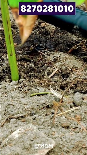 Why Drip Irrigation? Benefits & Working Explained! 🤔💦