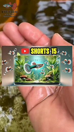 🐠 Keeping Guppy Fish: From Basic to Advanced Care! 🐟Day__15✅ Learn everything you need to know about guppy fish care – from beginner tips to advanced techniques! . Don’t forget to like, share, and subscribe for more amazing fish content! 🌊 . #GuppyFish #FishShorts #ShortsVideo #GuppyFishTank #AquariumFish #FishLover #GuppyCare #GuppyTankSetup #AquariumSetup #ExoticFish #AquariumTips #TropicalFish #GuppyFeeding #FishBreeding #AquariumHobby #Fishkeeping #Aquascape #FishTankLover #ColorfulFish #