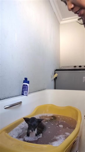 Silver is Vrek Kwaad: Was Storien van Kemiso die Kat