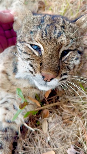 This beautiful bobcat was struck along the highway. I thought this would be a great opportunity to show this beautiful creature up close. What should I do with it? | Marsh Deane