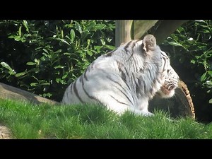 How Tigers Help Control the Spread of Certain Rodents?