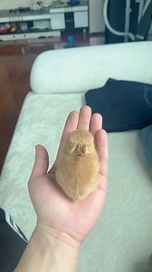 Round and fluffy bunny 🥰🐰 📽 Cradit : @ 7号兔舍 on IG #rabbit #bunny #funny #cute #pet #baby #viral #reels #fbreels | USA Rabbit Lovers