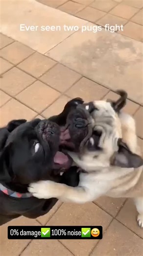 Snort Pugs | 0% damage✅ 100% noise✅😄😄 Follow @snortpugs for more💝 . . . . . . . Video Source: mitchellbaldwinso from TikTok | All rights reserved.💖... | Instagram