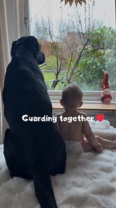 350K views · 12K reactions | We are home guarding the house together every day 凉❤️ #dogs #labrador #fblifestyle | Elvisbatzthelab | Facebook