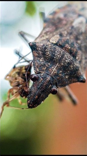 This Insect Looks Like an Alien 😱 | Extreme Macro