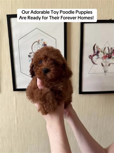 Our Adorable Toy Poodle Puppies Are Ready for Their Forever Homes! 🐾🤍 Tiny paws, endless love 🤍🐾 These adorable toy poodle puppies are growing up surrounded by care, affection, and daily attention 🐩✨. We’re thoughtfully looking for loving forever homes that understand the joy and responsibility of raising a puppy 💕. If you think you might be a perfect match, send us a private message to start a conversation! 💌 #toypoodle #poodlesofinstagram #puppylife #doglover #adoptdontshop