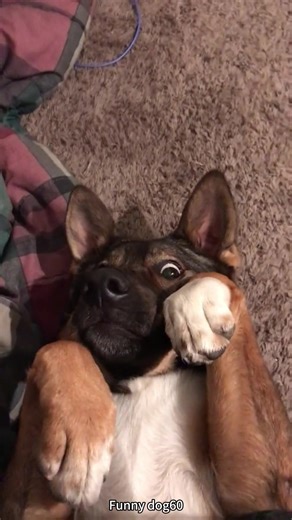 Confused Dog Moments That Will Make You Laugh