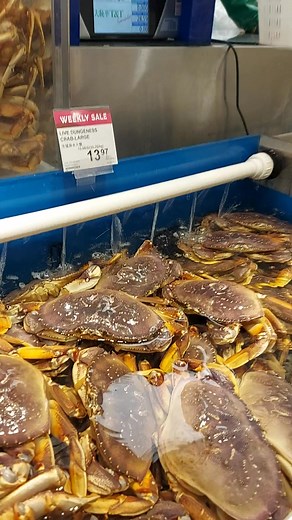 🦀LIVE DUNGENESS CRAB-LARGE 生猛游水大螃蟹 #螃蟹 #Langley #supermarket #Vancouver #大统华 | T&T Supermarket Langley Store
