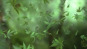clip-4320683-loop-able-animation-marijuana-leaves