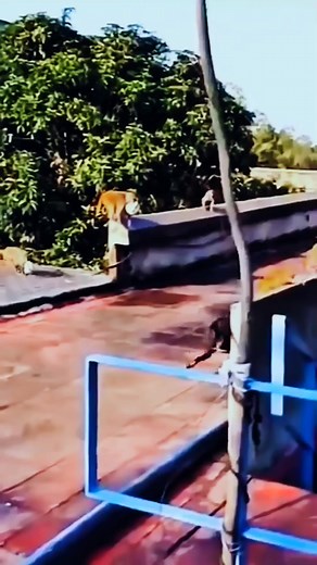 207K views · 1.1K reactions | Amazing animals, nature and animals lover | Nature & Animals lover | Facebook