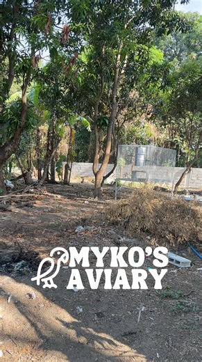 Manga | Myko's Aviary