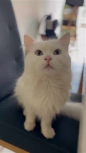 #gatosdetiktok #michisvirales #Noa #angora #coqueta