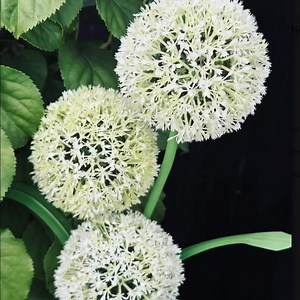 Dekorative Prydløg med solceller KUN 79 kr.😍 Lades op via solceller. Jordspyd medfølger. Køb direkte her: https://viamaja.dk/collections/blomster-med-solceller | Viamaja.dk