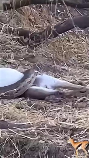 Lioness Steals a Python’s Hard-Won Impala!
