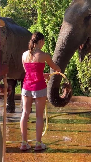 Chi clob is really thirty and drank about 50L already 🥰🐘♥️#elephant #keffamily #kef #chimean