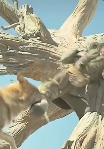 70 reactions | Alpha film d"aventure #film #cinema #action #aventure #viral #fantastique #series #alpha #addafrancois #Adda #François | François Adda | Facebook