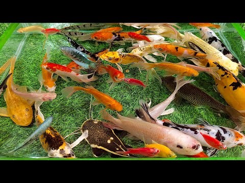 Unboxing Ikan Hias Warna Warni, Ikan Hias Aquarium, Ikan Koi, Ikan Sepat, Ikan Glofish, Ikan Mas