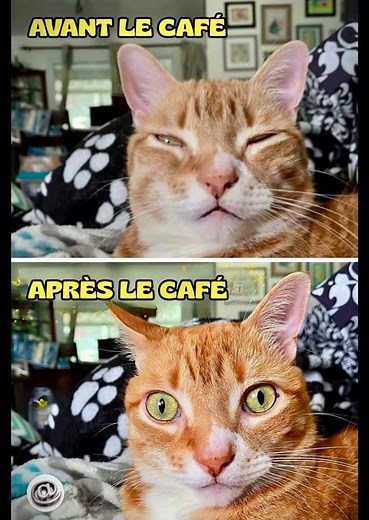 Préparez-vous à rire avec notre compilation hilarante de mêmes de chats et d'animaux et autres ! 🐾