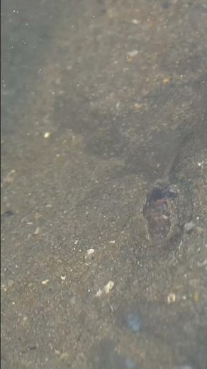 I saw a Sea Snail