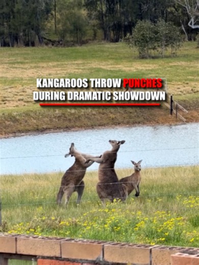Two massive male kangaroos square up on an Australian farm, standing tall and aggressively scraping the ground before unleashing a flurry of powerful blows. Despite their often gentle appearance, the footage serves as a striking reminder that kangaroos are powerful wild animals.