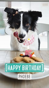 Happy Birthday, Phoebe! Phoebe turned 5 on Friday. I had been forced to be offline since my computer was getting repaired. (Turned out the fans were covered in dog/kitty hair!) I hated not having my computer, but it allowed me to spend more time with my family, especially with my birthday girl on her birthday weekend. GB helped me make a birthday meat cake, then I took BB and Phoebe to their favorite park. Birthdays for my pups and kits are always bittersweet, as I want them to stay young and he