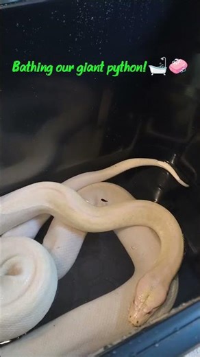 Giant python having a bath 🛁