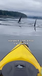 Her Apple Watch: your heart rate just ‘SPIKED.’📈🤯 By all video accounts, the kayaker exhibited her “Orca Safety Checklist” — possibly written on a sticky note somewhere — she stopped paddling, she stayed (or at least tried) to stay calm, and obviously zero touching. Hopefully, she resumed and enjoyed her paddle adventure after her heart rate stabilized. 🤯🤯 What would you have done if this was you 🤔👇 Kevin Godfrey uploaded the full video of this Orca Pod approach — he pinned the location as