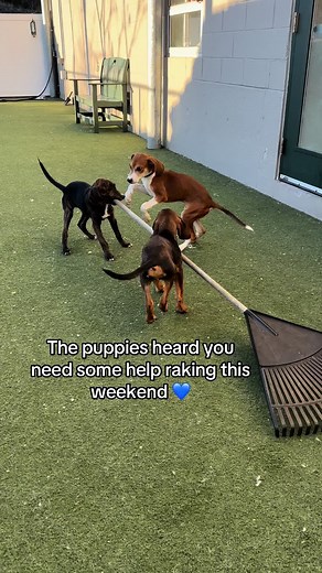 Available for adoption from the MSPCA-Northeast Animal Shelter!