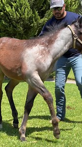 1.2M views · 54K reactions | ‼️V E N DI D O/ S O L D ‼️ gracias a su nuevo propietario por hacer negocios con nuestra empresa. La Genetica Nunca Miente #caballos #potrillos #aqha #luismtzquarterhorses #laGeneticanuncamiente #charreria #reining #aqha | Luis Mtz Quarter Horses | Facebook