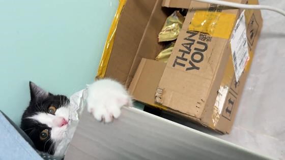 Playful cat tapping game in Beijing, China