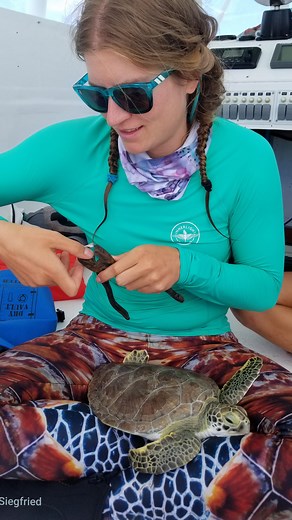 What are Flipper tags used for on sea turtles? 🏷️A tag is a small metal object that has a unique code and a return address. 🐢It is placed in both front flippers (or back flippers) using a special tool, usually applied before being released in the wild. 🐢 Each tag number is kept in a local and national database as a way to track the turtles history and to be able to identify unique individuals. 🐢Flipper tags are placed on turtles at rehabilitation facilities, in the field when turtles are cau