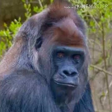 Silverback Gorilla Breath 🦍 🔊