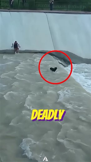 These strangers Turned into Heroes 😮 #rescuedog #trending