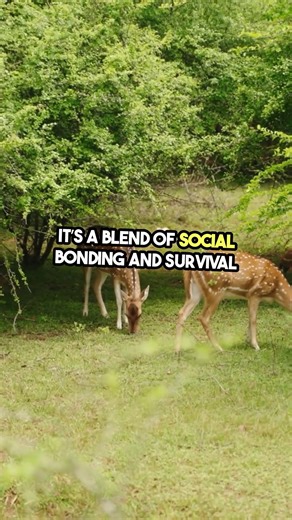 Crows Mourn Their Dead? The Shocking Truth.