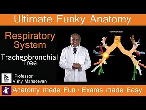 Respiratory System Anatomy - Tracheobronchial Tree. Human Anatomy made Fun, Exams made Easy