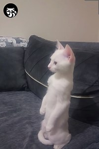 The most clever cats! | DJ QBert