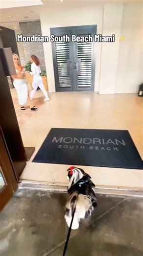 Mondrian South Beach Miami Lobby Tour | Luxury Hotel, Baia Beach Club & Nirvana the Shih Tzu
